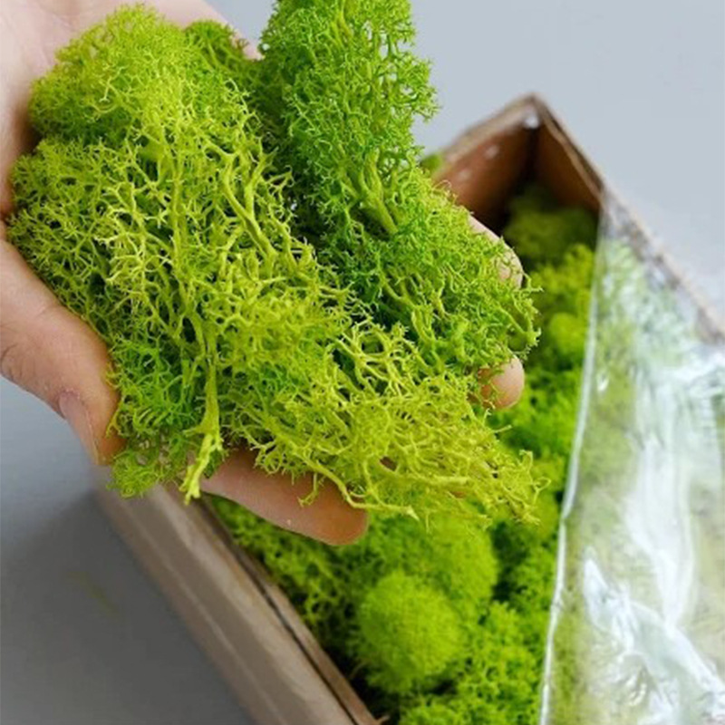 20g 인공 녹색 이끼 식물 영원한 생명 잔디 미니 풍 - Sphagnum Moss Dry 리뷰 및 가격